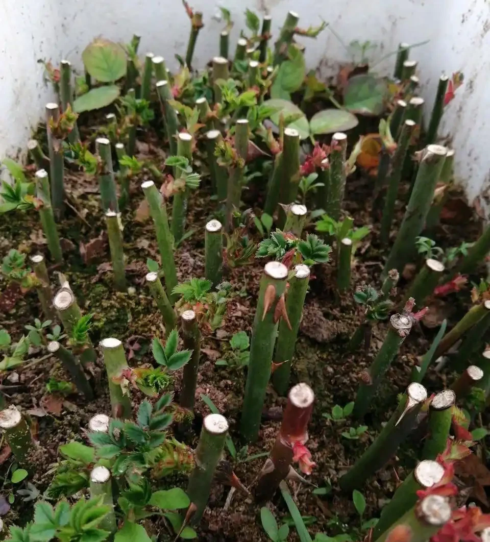 玫瑰繁殖全攻略:六種方法讓你的花園玫瑰滿盆