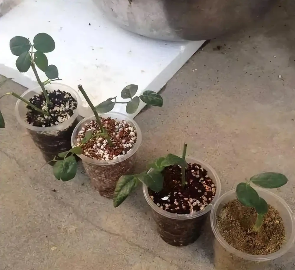 玫瑰繁殖全攻略:六種方法讓你的花園玫瑰滿盆