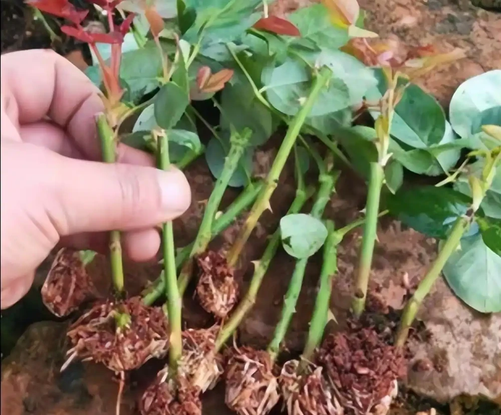 玫瑰繁殖全攻略:六種方法讓你的花園玫瑰滿盆