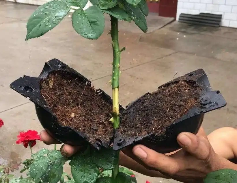 玫瑰繁殖全攻略:六種方法讓你的花園玫瑰滿盆