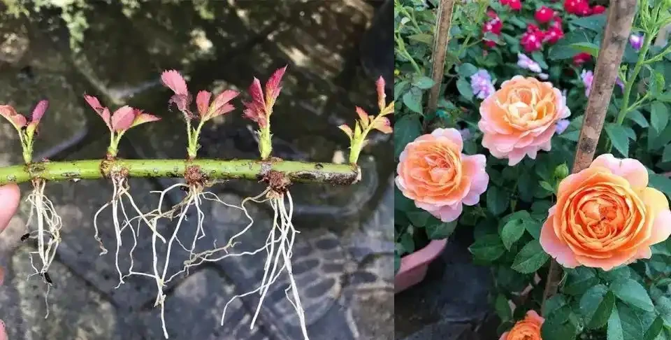 玫瑰繁殖全攻略:六種方法讓你的花園玫瑰滿盆