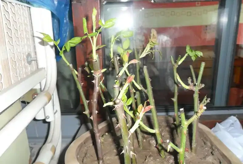 玫瑰繁殖全攻略:六種方法讓你的花園玫瑰滿盆