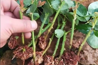 玫瑰繁殖全攻略：六種方法讓你的花園玫瑰滿盆