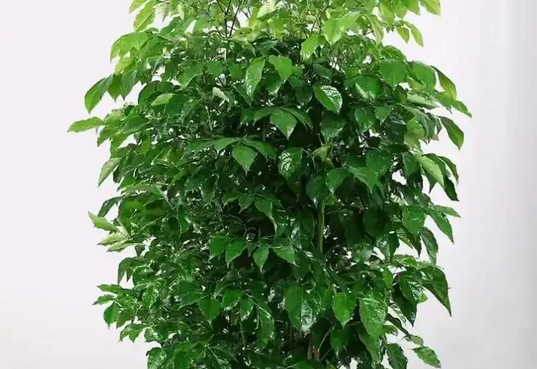 幸福樹過冬死得快?4個要點抓牢,葉片翠綠不腐根!