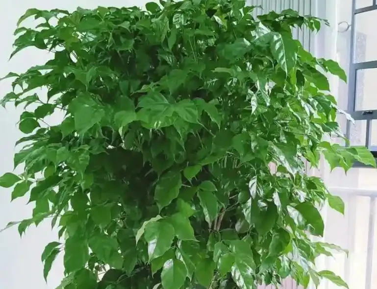 幸福樹過冬死得快?4個要點抓牢,葉片翠綠不腐根!