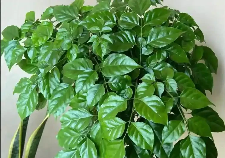 幸福樹過冬死得快?4個要點抓牢,葉片翠綠不腐根!