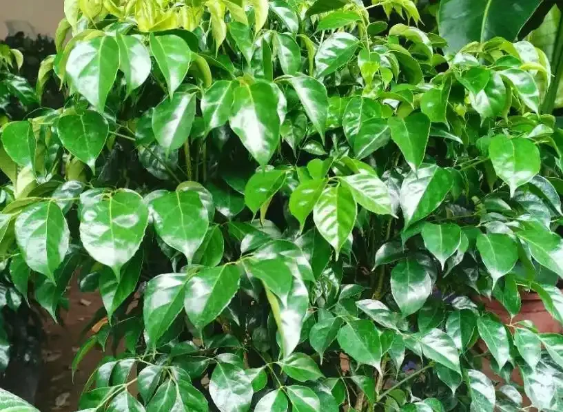 幸福樹過冬死得快?4個要點抓牢,葉片翠綠不腐根!