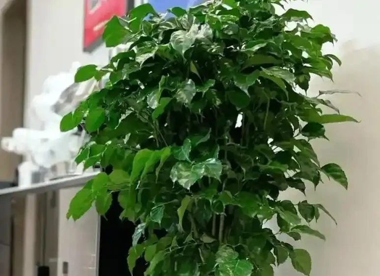 幸福樹過冬死得快?4個要點抓牢,葉片翠綠不腐根!