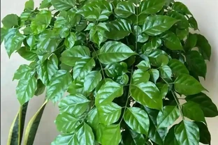 幸福樹過冬死得快？4個要點抓牢，葉片翠綠不腐根！