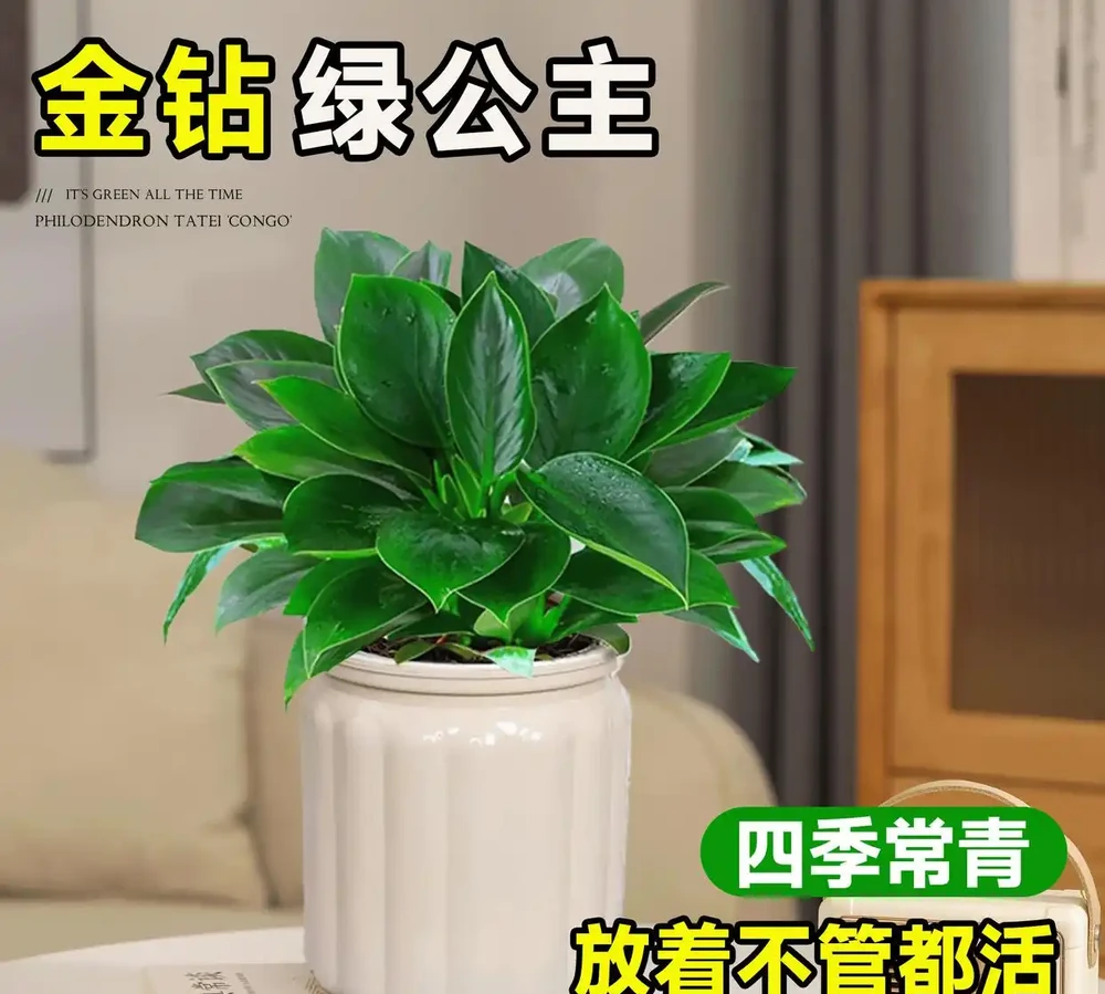 不想花太多精力照顧綠植?試試金鑽水耕盆栽!簡單易養,瞬間讓你的生活空間瀰漫清新自然氣息