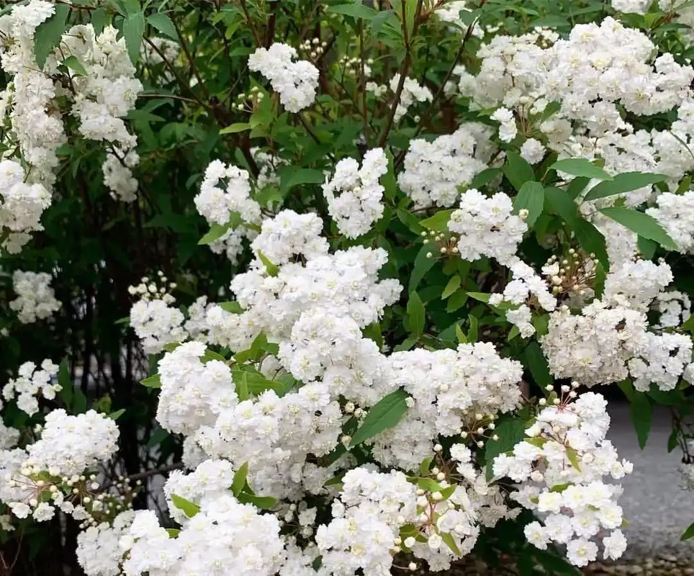 優秀的花園植物