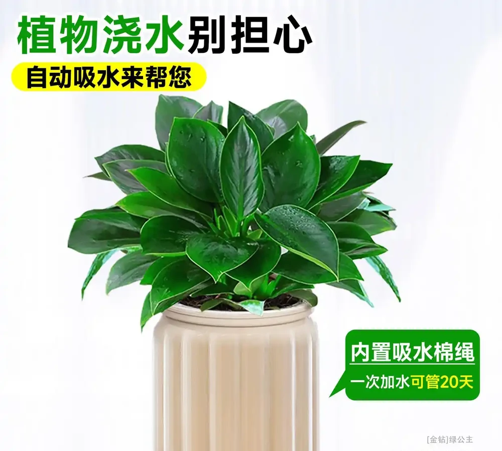 不想花太多精力照顧綠植?試試金鑽水耕盆栽!簡單易養,瞬間讓你的生活空間瀰漫清新自然氣息