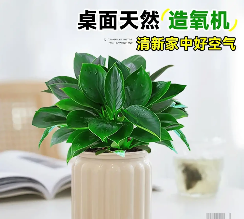 不想花太多精力照顧綠植?試試金鑽水耕盆栽!簡單易養,瞬間讓你的生活空間瀰漫清新自然氣息