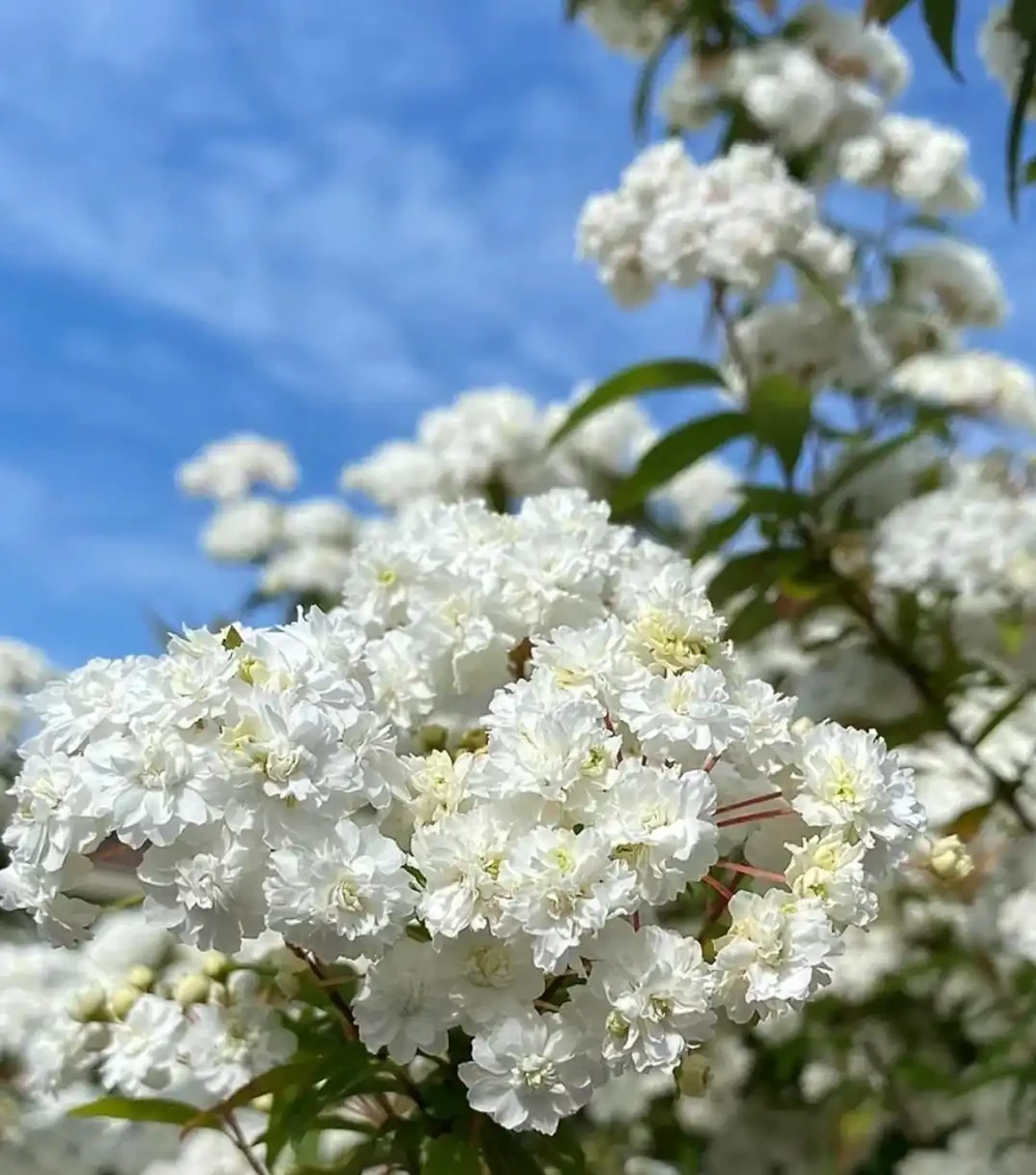 花朵精緻