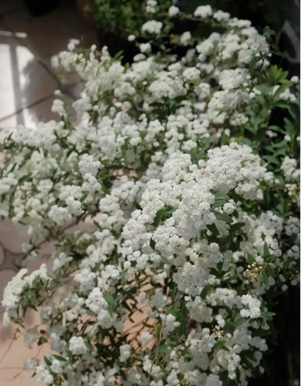 開花是這樣