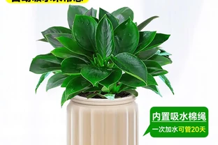 不想花太多精力照顧綠植？試試金鑽水耕盆栽！簡單易養，瞬間讓你的生活空間瀰漫清新自然氣息