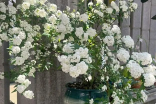 有種優秀的「冷門」植物，耐熱又耐寒，漂亮又好養，很多人不認識