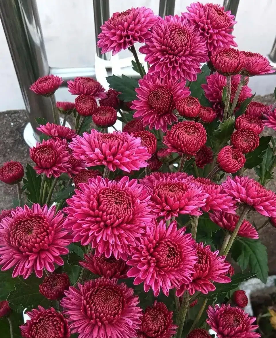 養菊不踩坑!這 5 個栽種要點記牢,養出最美的花朵!