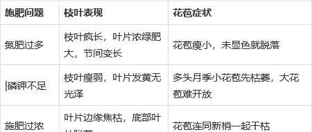 玫瑰花花苞乾枯脫落?4個原因及時解決,1個月又冒新花苞!
