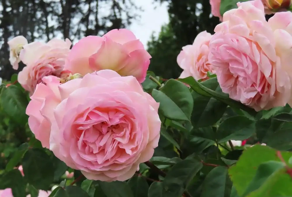 玫瑰花花苞乾枯脫落?4個原因及時解決,1個月又冒新花苞!