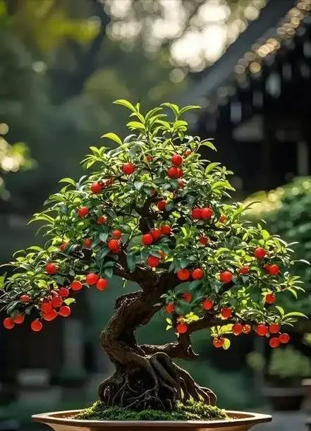 11月金彈子澆水秘訣!控水促開花期,現在正關鍵!