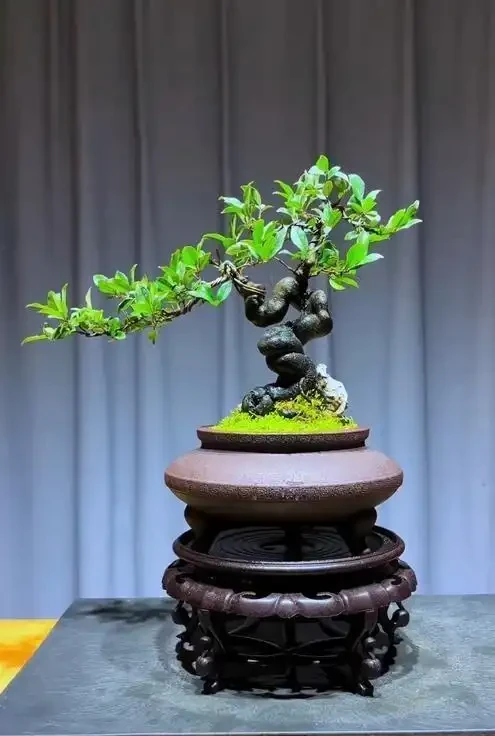 11月金彈子澆水秘訣!控水促開花期,現在正關鍵!