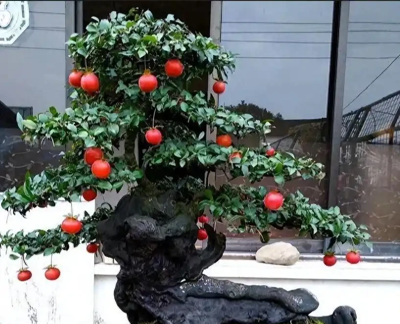11月金彈子澆水秘訣!控水促開花期,現在正關鍵!