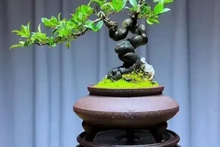 11月金彈子澆水秘訣！控水促開花期，現在正關鍵！