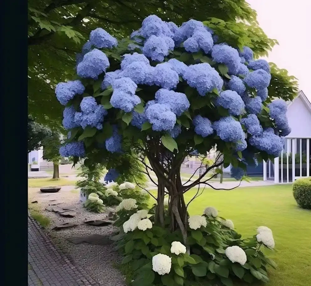 繡球莢蒾庭院木本陽臺盆栽老樁植木花卉耐寒