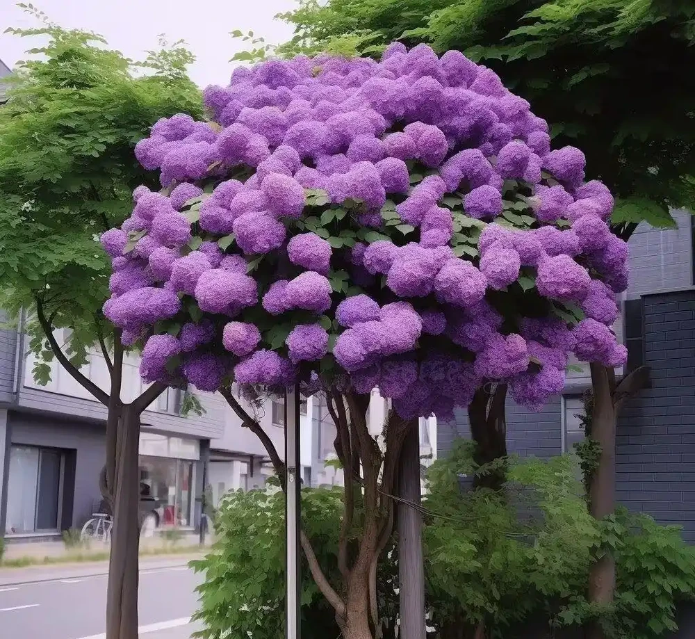 繡球莢蒾庭院木本陽臺盆栽老樁植木花卉耐寒