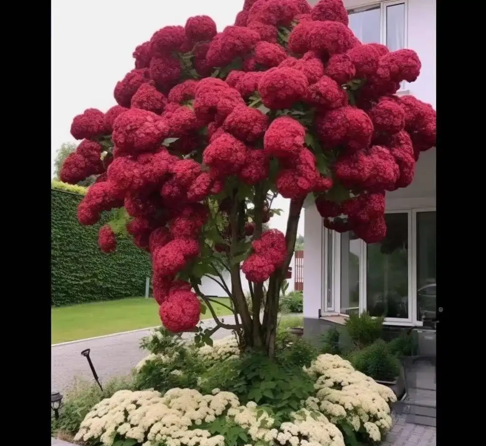 繡球莢蒾庭院木本陽臺盆栽老樁植木花卉耐寒