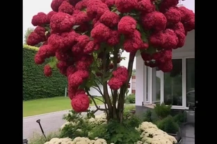 繡球莢蒾庭院木本陽臺盆栽老樁植木花卉耐寒