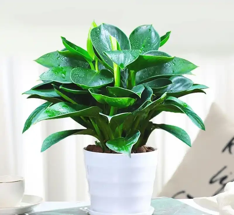 室內綠植新寵:金鑽盆栽讓生活充滿生機