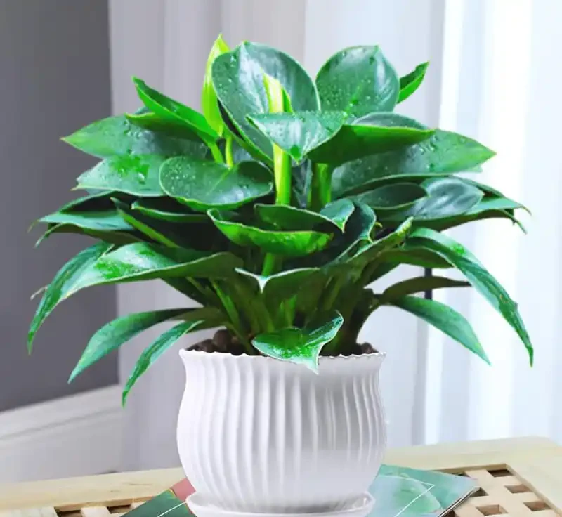 室內綠植新寵:金鑽盆栽讓生活充滿生機