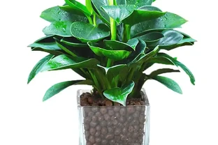室內綠植新寵：金鑽盆栽讓生活充滿生機