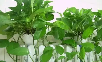 吊蘭才是「室內淨化器」!好養又能吸甲醛,家家都該擺一盆