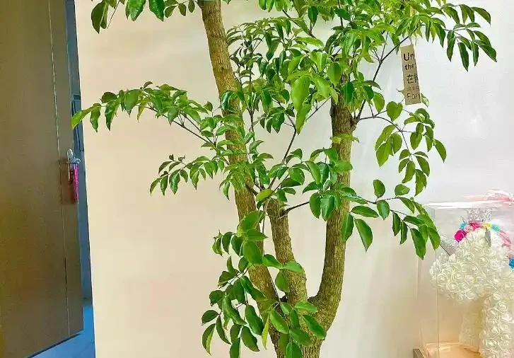別再亂施肥!冬天幸福樹掉葉,牢記這3招,枝葉茂盛綠油油