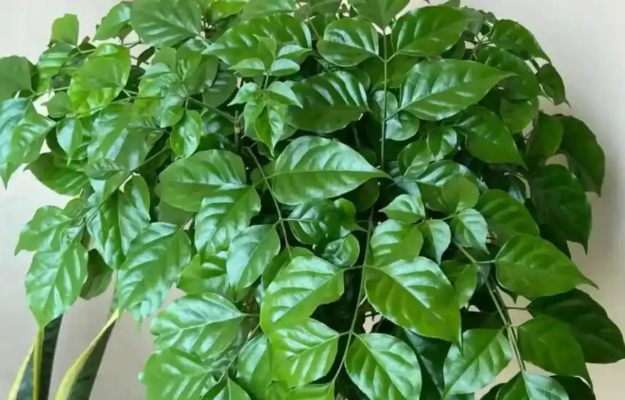 別再亂施肥!冬天幸福樹掉葉,牢記這3招,枝葉茂盛綠油油