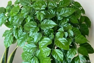 別再亂施肥！冬天幸福樹掉葉，牢記這3招，枝葉茂盛綠油油