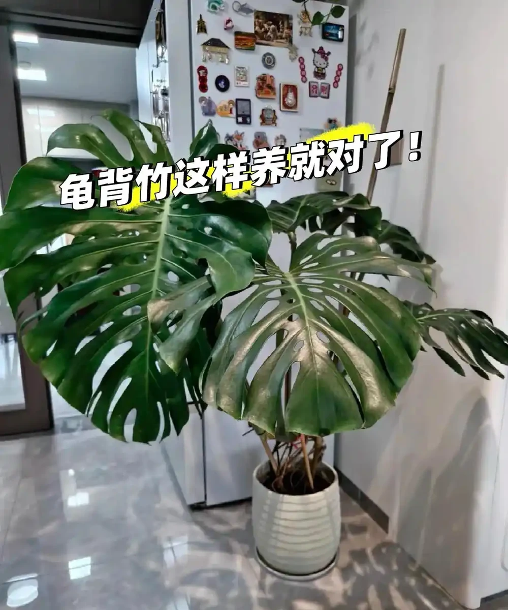 龜背芋11月進入靜養期!牢記「5不」,不黃葉不腐根,呼呼冒芽