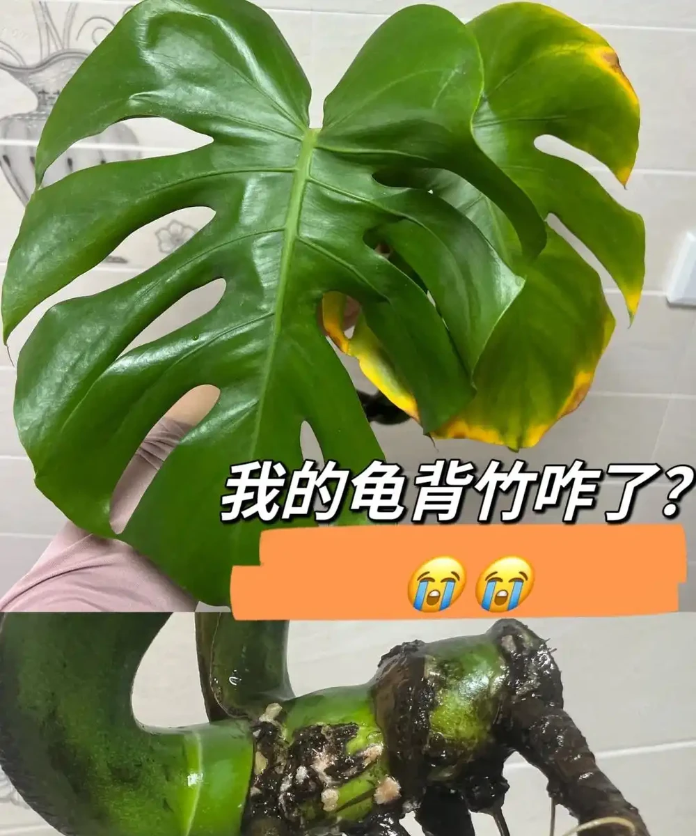 龜背芋11月進入靜養期!牢記「5不」,不黃葉不腐根,呼呼冒芽