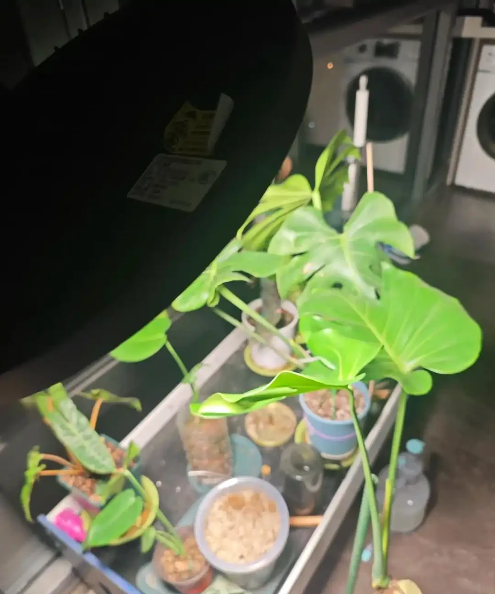 龜背芋11月進入靜養期!牢記「5不」,不黃葉不腐根,呼呼冒芽