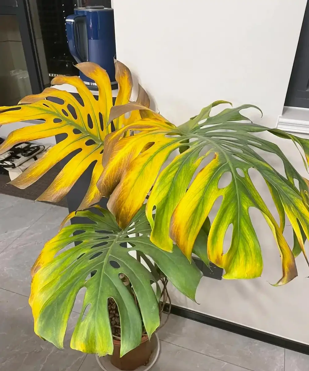 龜背芋11月進入靜養期!牢記「5不」,不黃葉不腐根,呼呼冒芽