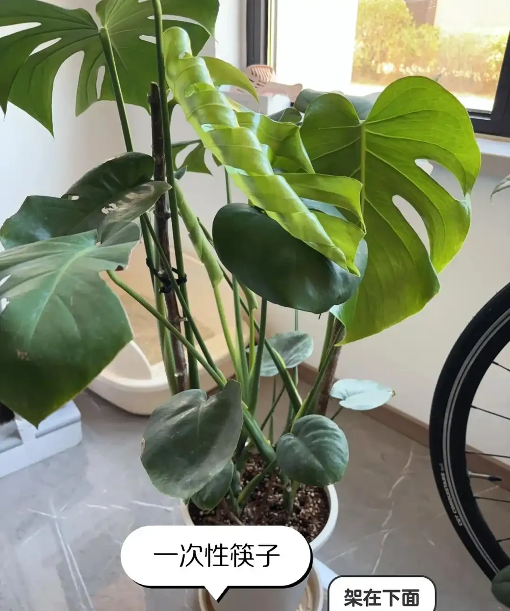龜背芋11月進入靜養期!牢記「5不」,不黃葉不腐根,呼呼冒芽