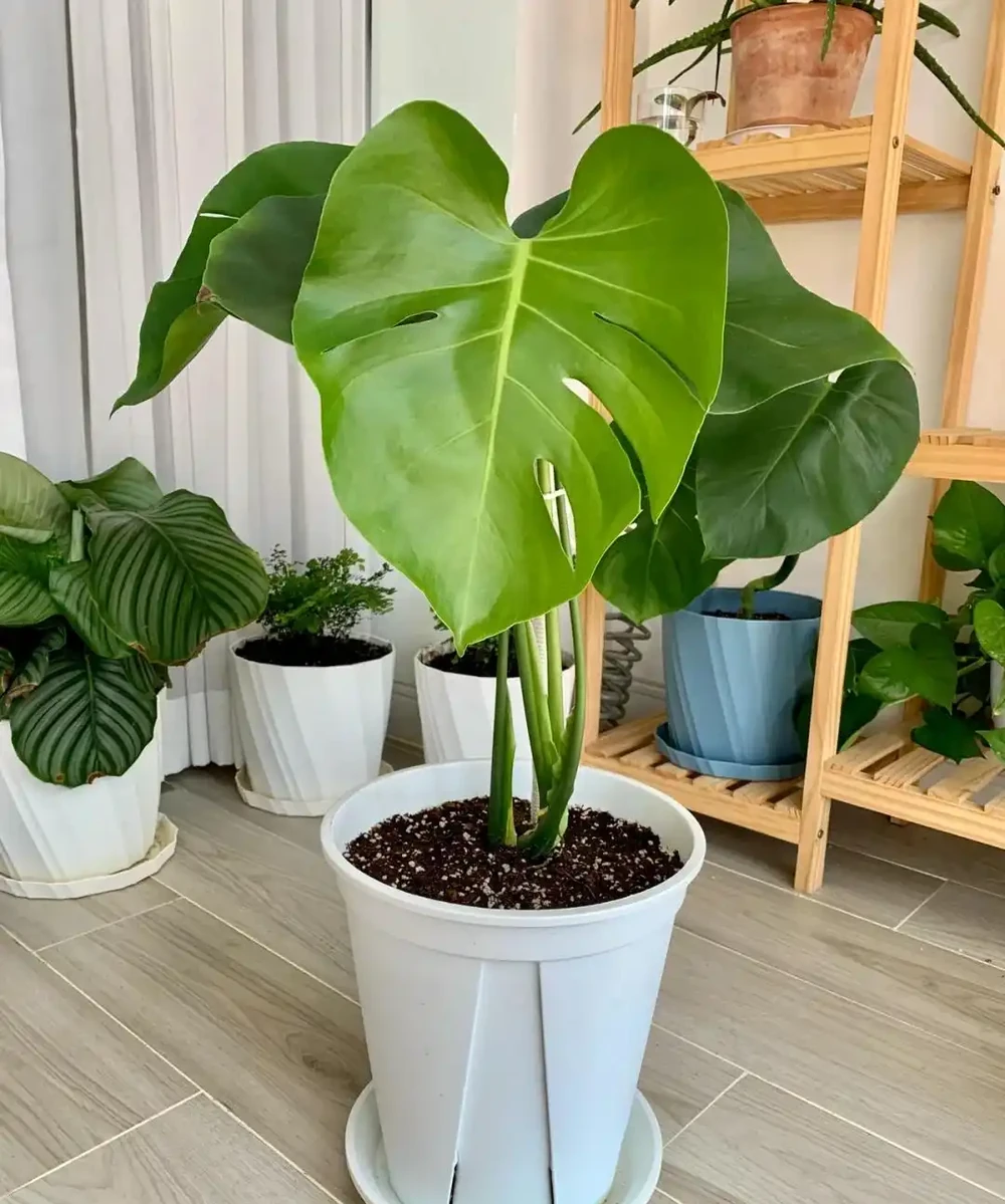 龜背芋11月進入靜養期!牢記「5不」,不黃葉不腐根,呼呼冒芽