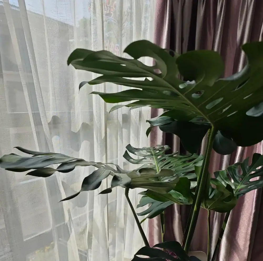 龜背芋11月進入靜養期!牢記「5不」,不黃葉不腐根,呼呼冒芽