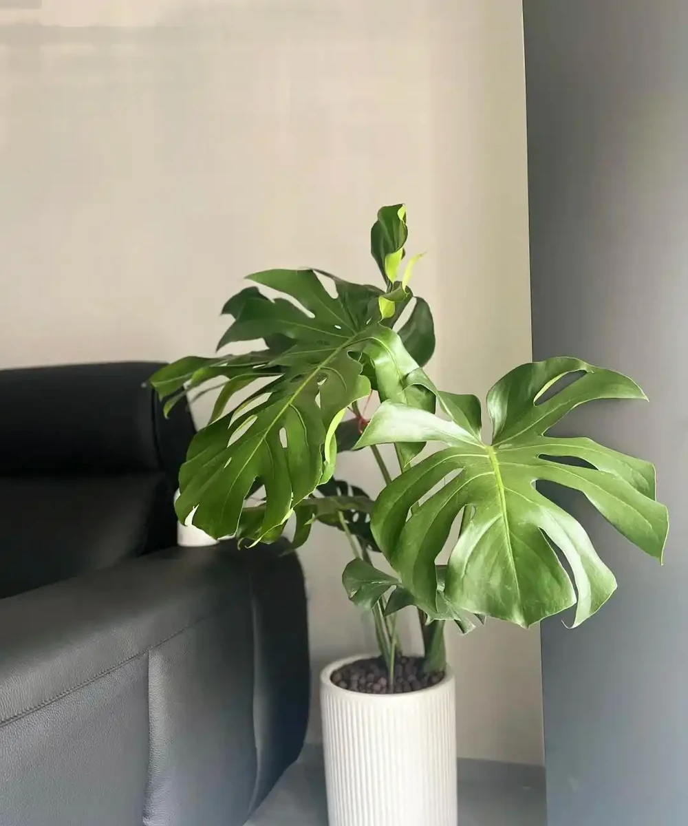 龜背芋11月進入靜養期!牢記「5不」,不黃葉不腐根,呼呼冒芽