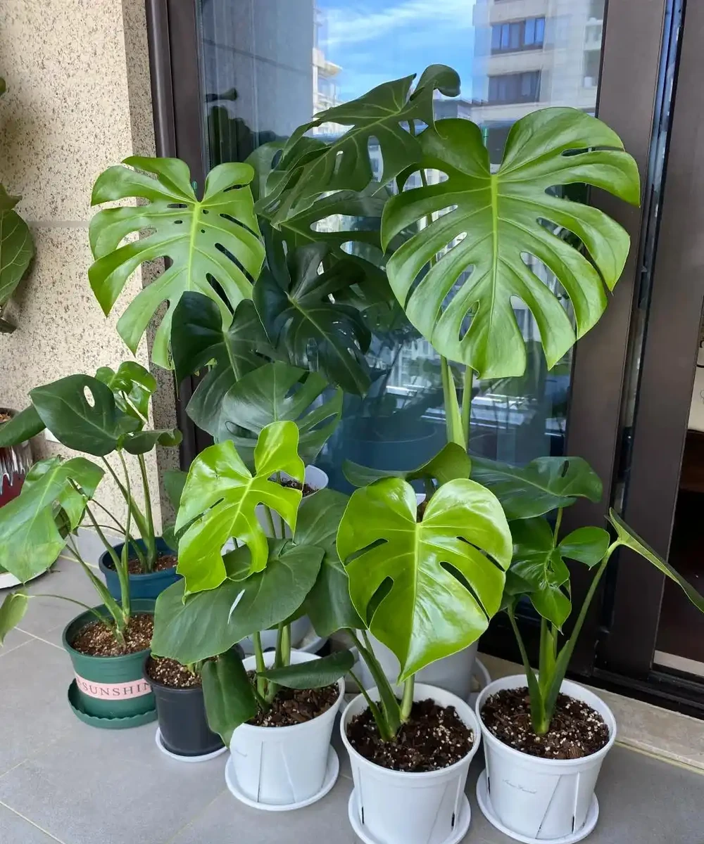 龜背芋11月進入靜養期!牢記「5不」,不黃葉不腐根,呼呼冒芽