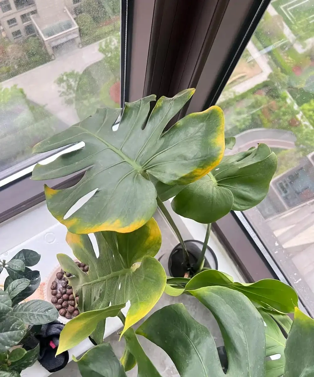 龜背芋11月進入靜養期!牢記「5不」,不黃葉不腐根,呼呼冒芽