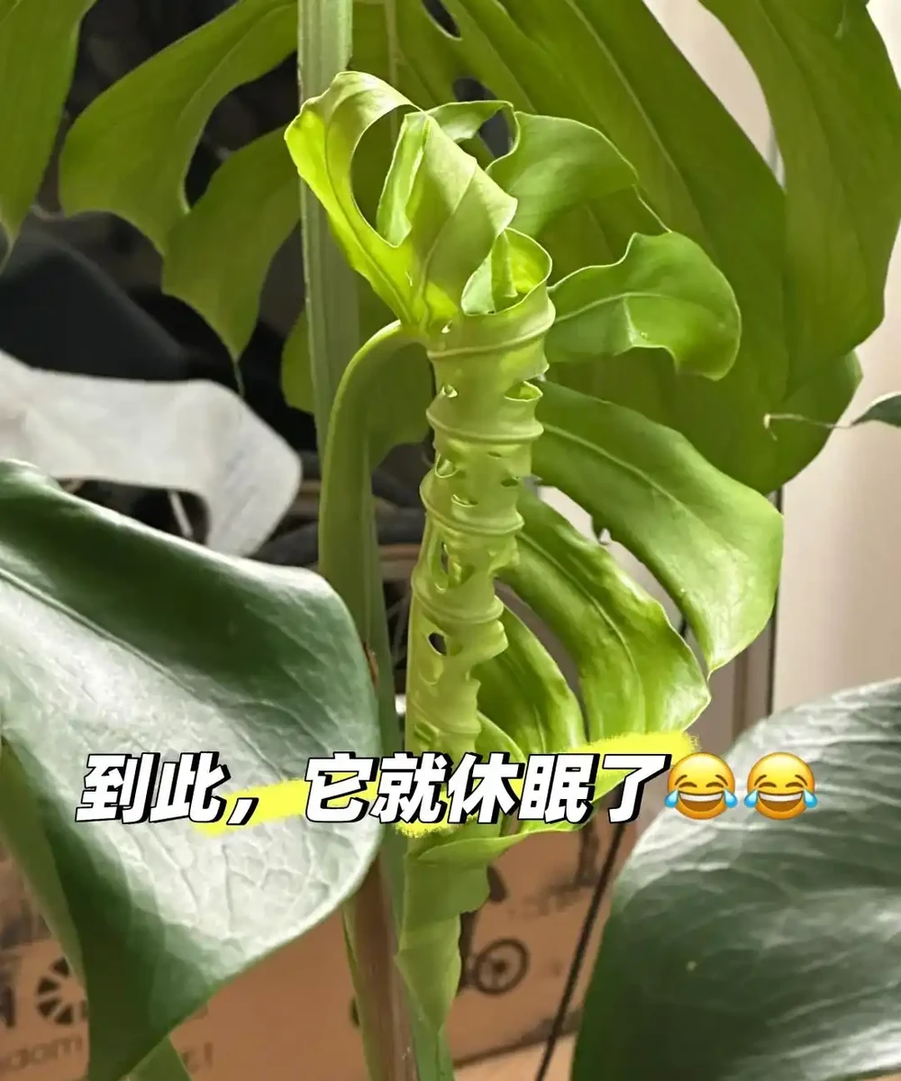 龜背芋11月進入靜養期!牢記「5不」,不黃葉不腐根,呼呼冒芽